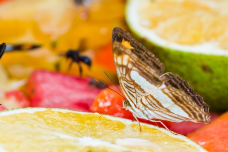 tropical butterfly feeding on fresh fruit in the rain forest of Belizeの写真素材