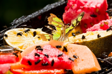 tropical butterfly feeding on fresh fruit in the rain forest of Belizeの写真素材