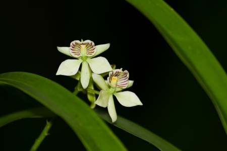 beautiful wild orchids in the rain forest of Belizeの写真素材
