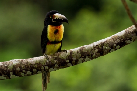 Aracari toucan perched on a branch in the rainforest of Belizeの写真素材
