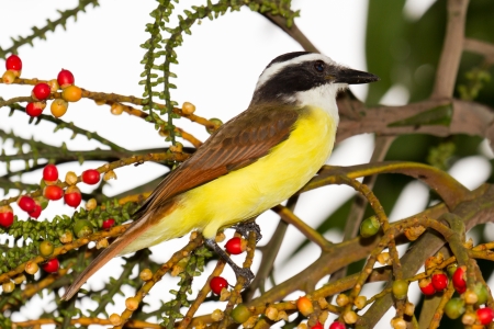 great kiskadee perched on a branch in the rainforest of Belizeの写真素材