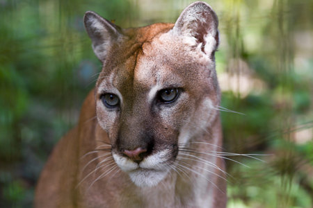 close up of a large Cougar in the rain forest of Belize