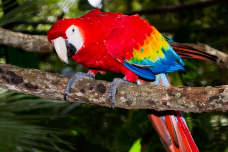 close up of a scarlet macaw in the rain forest of Belizeの写真素材