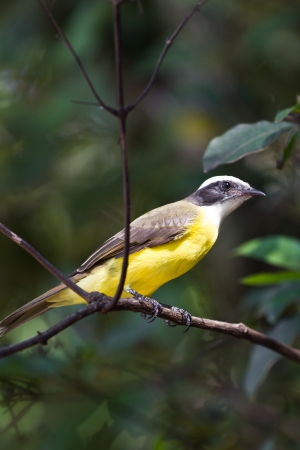 tropical bird great kiskadee perched on a branch in Belizeの写真素材