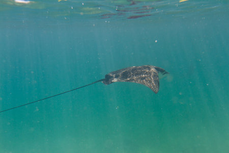 underwater close up of a sting ray of the coast of Belize