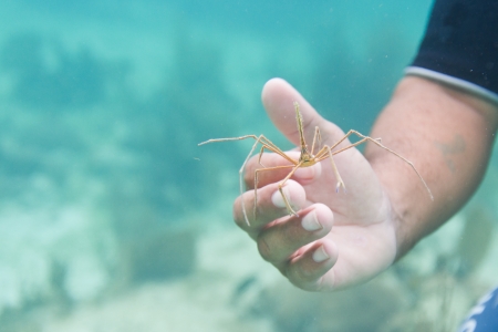 hands holding a crab spider underwater in the coast of Belizeの写真素材
