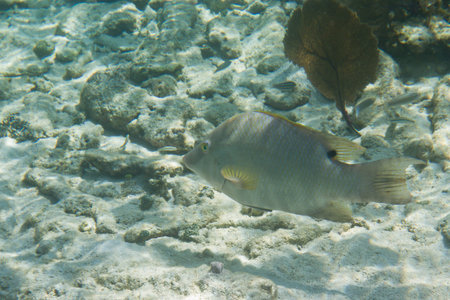 underwater close up of a silver fish in the coast of Belize