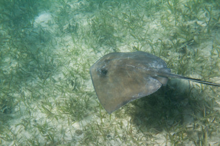 underwater close up of a sting ray of the coast of Belize