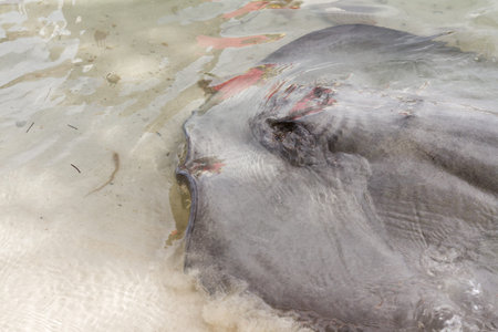 close up of a sting ray in very shallow water of the coast of San Pedro, Belize