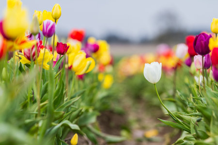 beautiful rich vivid and very colorful tulips in a farm in Oregon shot on a beautiful early spring...