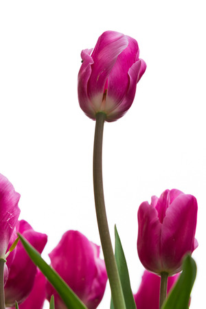 beautiful tall pink tulips in early spring time in oregonの写真素材