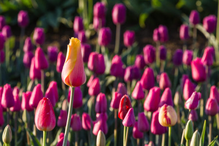 beautiful colorful tulips in a field shot right after sunrise for a more contrast and dramatic...