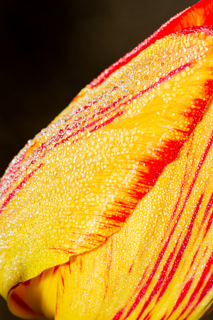 closeup of a colorful tulip with morning dew on itの写真素材