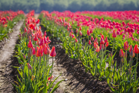 large tulip farm in oregon with beautiful rows of vivid colorの写真素材