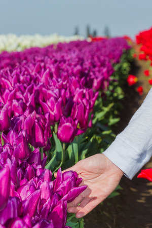 Beautiful purple tulips grouped together in a bright sunny day with a female hand touching themの写真素材