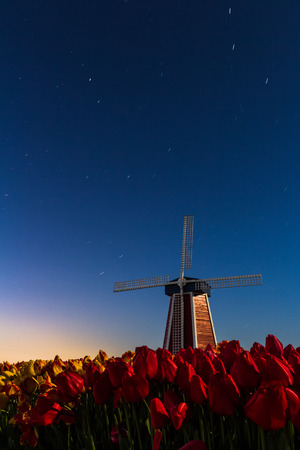 short star trail over a clear sky in Oregon with a wooden windmill and fresh april tulips in the bottom of the frameの写真素材