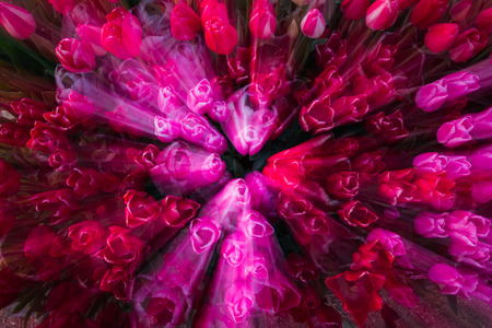 motion tulip background using an on camera effect with a slow zoom motionの写真素材