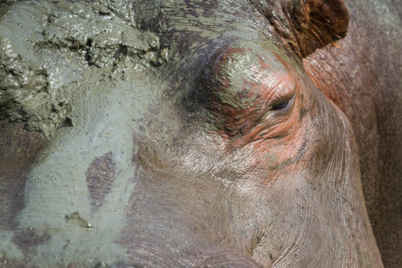 closeup of a hippo's eye and a very muddy faceの写真素材