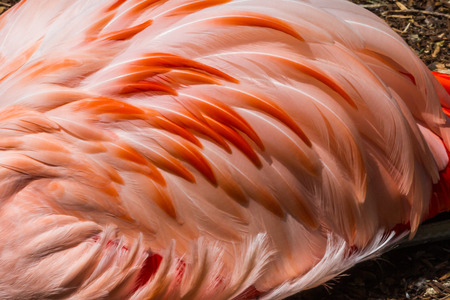 chilean flamingo with colorful pinks and orange colors thru his feathersの写真素材