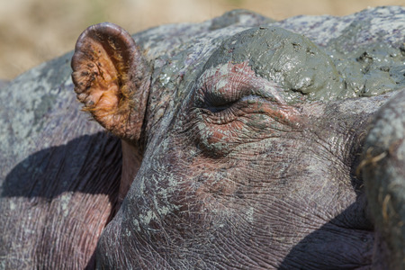 closeup of a hippo's eye and a very muddy faceの写真素材