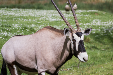 Gemsbok - Oryx  (Oryx gazella) standing on green spring grass in Oregonの写真素材