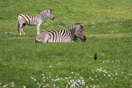 Damara Zebra (Equus burchellii antiquorum) standing on spring green grass in a drive thru safariの写真素材