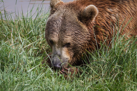 adult male brown bear early spring with green grass and muddy waterの写真素材