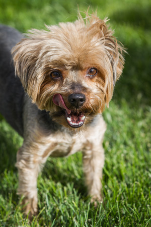 portrait of a groom yorki walking outdoors in springtime with eye allergiesの写真素材