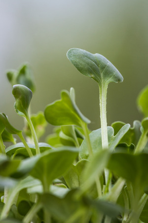 close up of radish sprouts growing over a green backgroundの写真素材