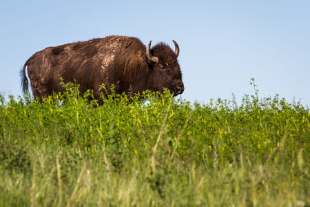 buffalo or Bison roaming in the grasslands of South Dakota