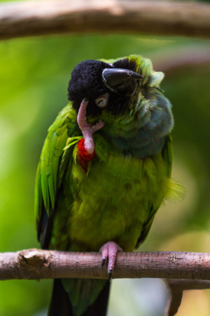 closeup of a small green lorikeet scratching his head