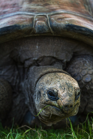 close up of a giant galapagos tortoise feeding on green grassの写真素材