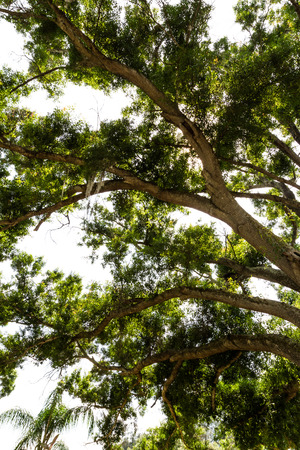 large cottonwood tree from underneath with the afternoon florida sunshine shining thruの写真素材