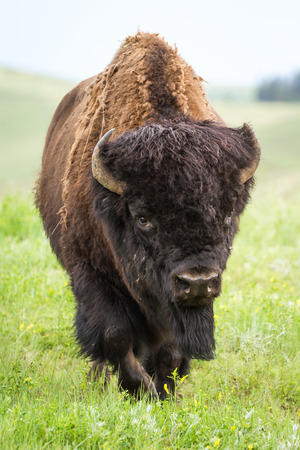 wild american buffalo in the grasslands of South Dakotaの写真素材
