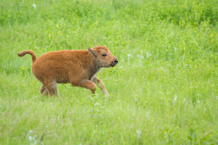 wild american buffalo calf  in the grasslands of South Dakotaの写真素材