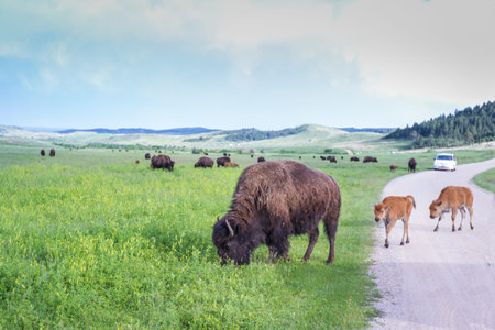 wild american buffalo family in the grasslands of South Dakotaの写真素材
