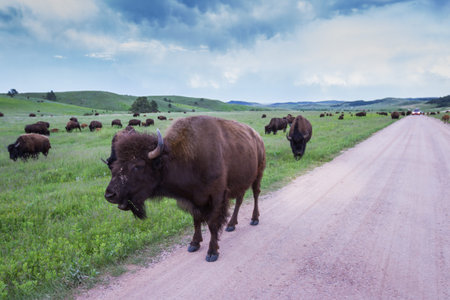 large wild american buffalo herd in the grasslands of South Dakota