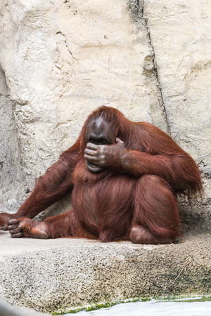 orangutan holding his hand up to his face with a sense of displeasureの写真素材