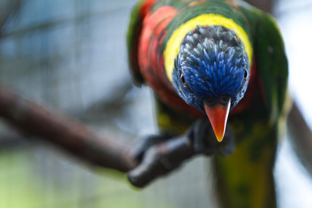 portrait of a beautiful colorful lorikeet sitting on a branch