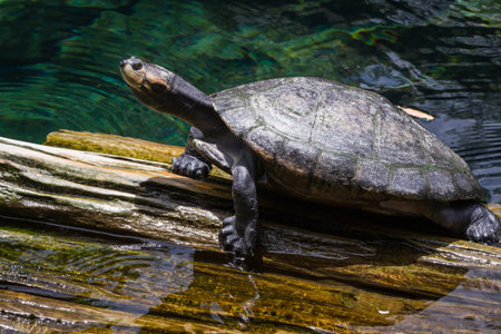 large pond turtle floating on a log enjoying the sunshine