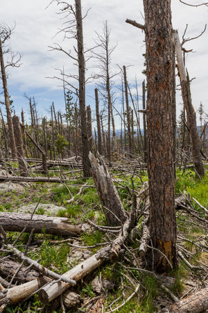 dead pine trees in the black hills national forest after almost 20 years of a pine beetle epidemic