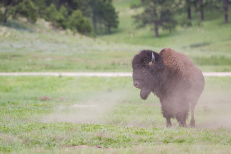 adult male buffalo walking on green spring grass in South Dakotaの写真素材