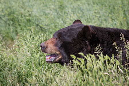 adult black bear walking on spring green grassの写真素材