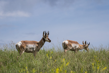 adult male prong horn antelope walking on green grass in South Dakotaの写真素材