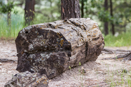 petrified wood found in a forest in South Dakotaの写真素材