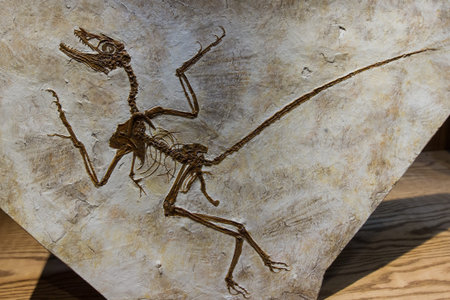 close up of a well preserved dinosaur fossilの写真素材