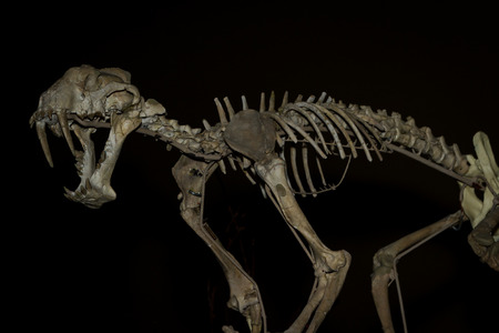 museum piece. dinosaur fossils and replicas put back tighter for a vivid picture of the pastの写真素材