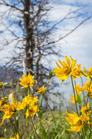 beautiful yellow spring flowers growing where years back a wild fire had consumed all life in its pathの写真素材