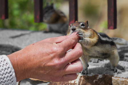 close up of female hands feeding nuts to a wild chipmunkの写真素材