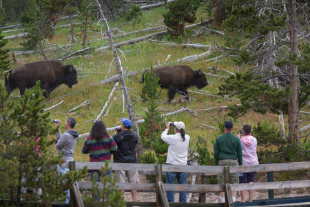 Yellowstone national park, Wyoming - July 12 : tourist photographing wild bison next to a trail; July 12 2014 in Yellowstone national park, Wyomingのeditorial素材